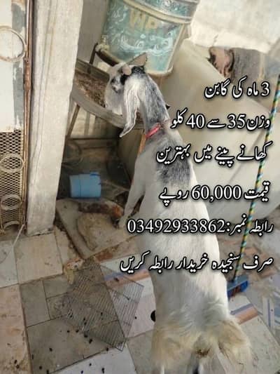 Khoobsurat aur Healthy Bakri - 3 Mah Gaban.