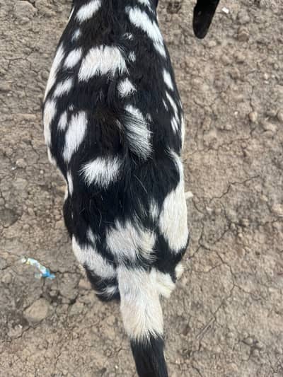 Beautiful Desi Bakri for Sale | Healthy & Active
