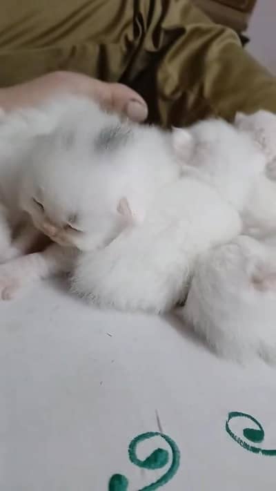 Beautiful Pure Persian Kittens for Sale in Faisalabad 03204763068