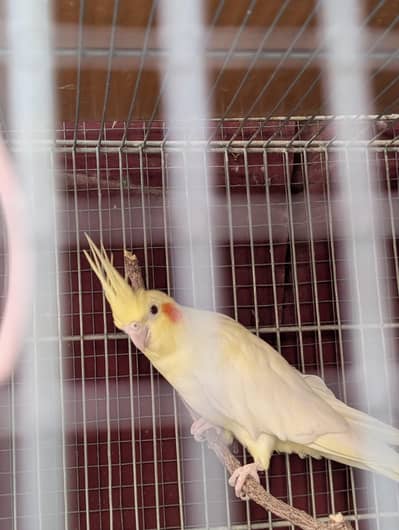 Healthy and active Cockatiel