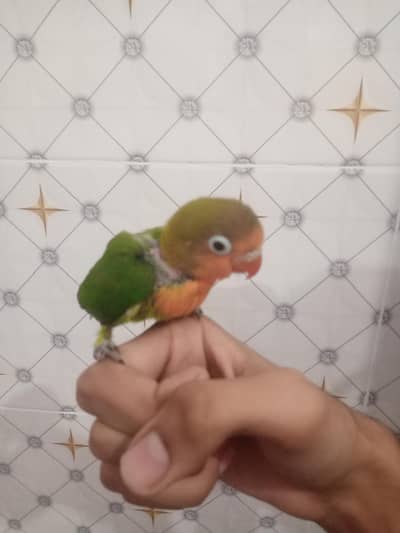 Lovebird chick