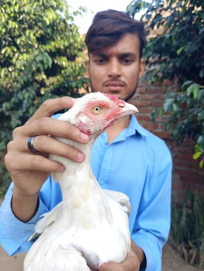 Heera x Shamu cross female