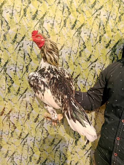 Mainwali Cheena Bird Available