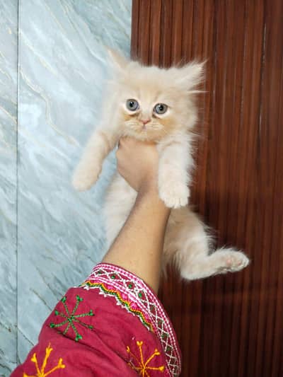 Persian kittens