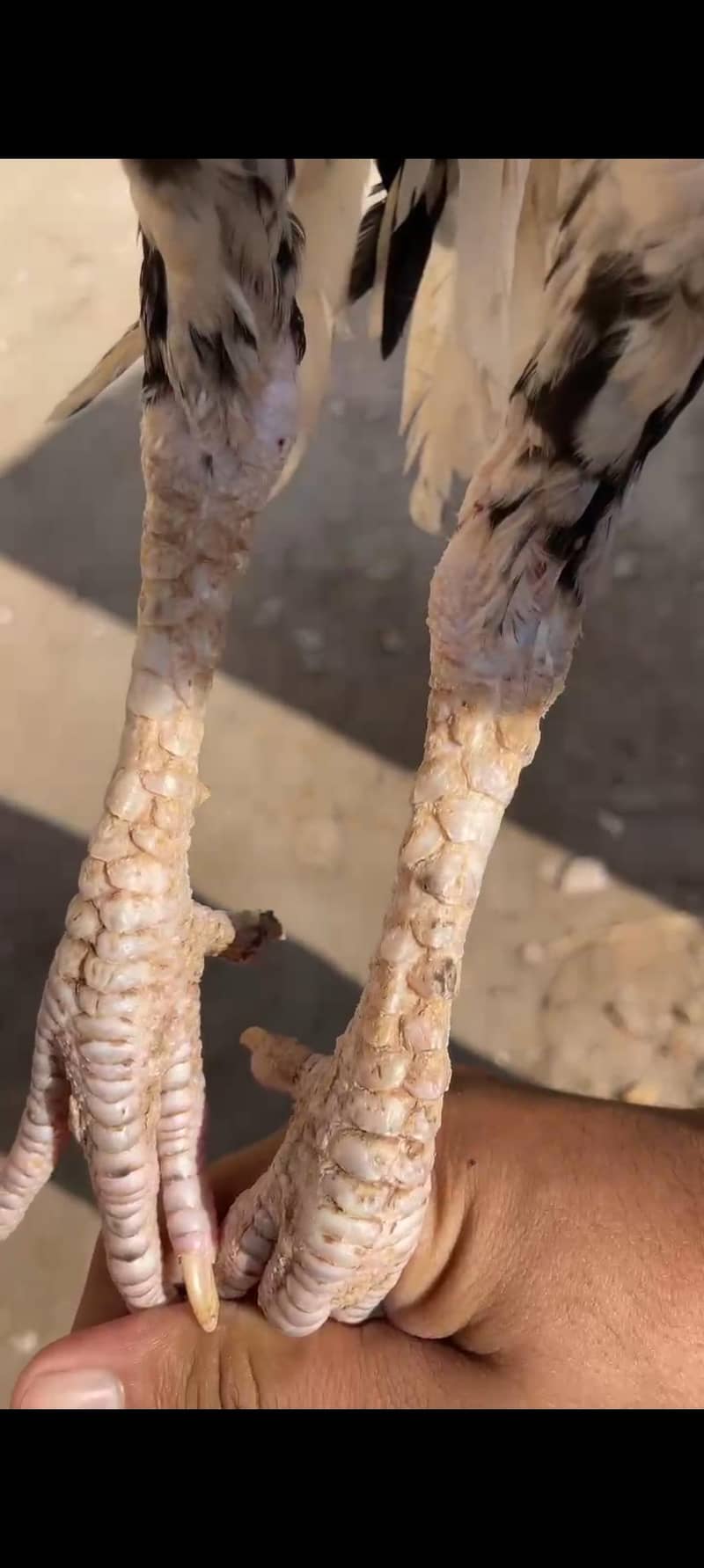 cheena patha 1