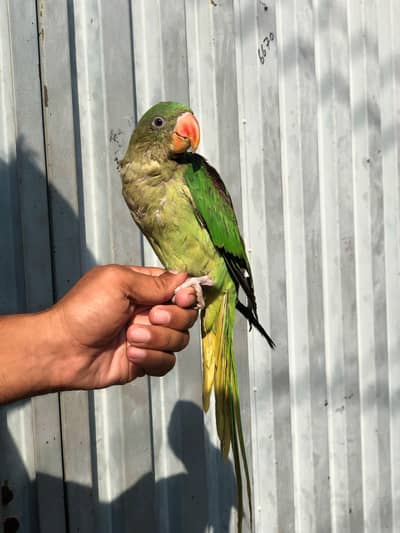 raw parrot for sale
