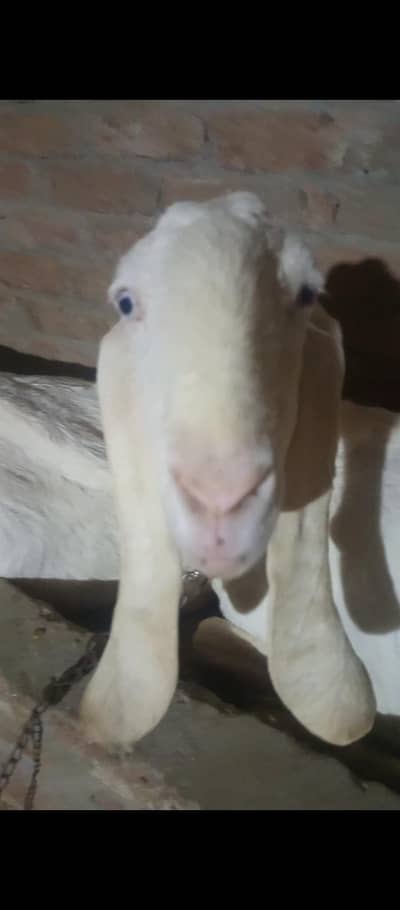 goats, raghan pure goats, bakri, bakra, white goat, gulabi goat