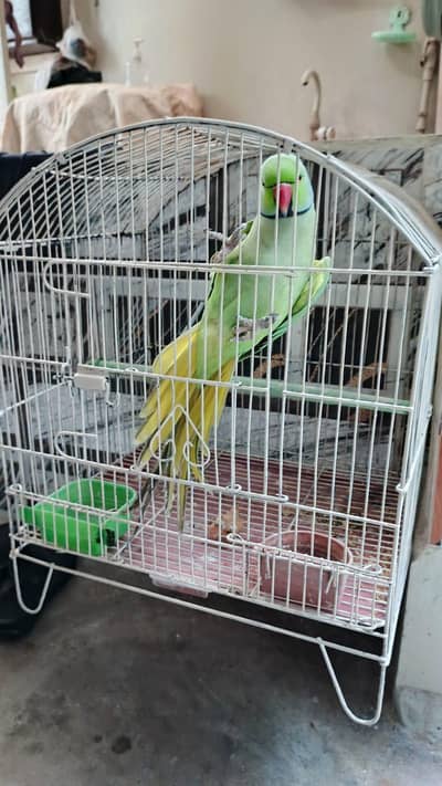 Green talking parrot (Add pora parh kr rabta Karo)