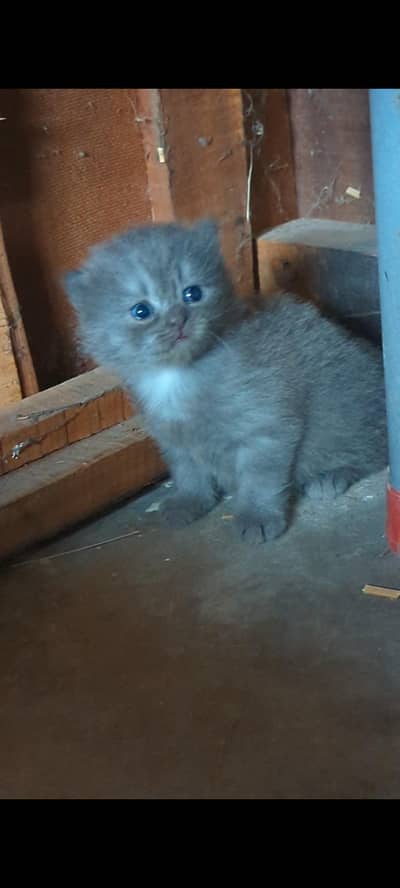 2 kitten  black and grey