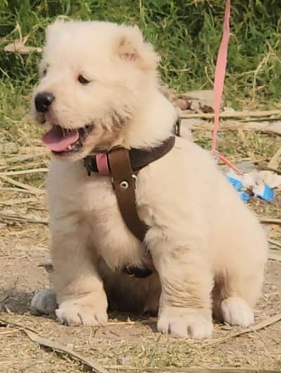 King Alabai dog / alabai puppies / security dog for sale
