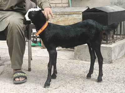 Barbari teddy bakri female shining black and white colour
