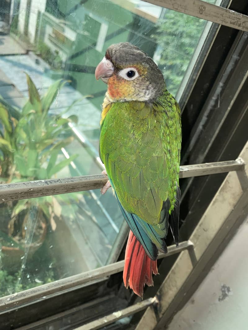 tame conure 0