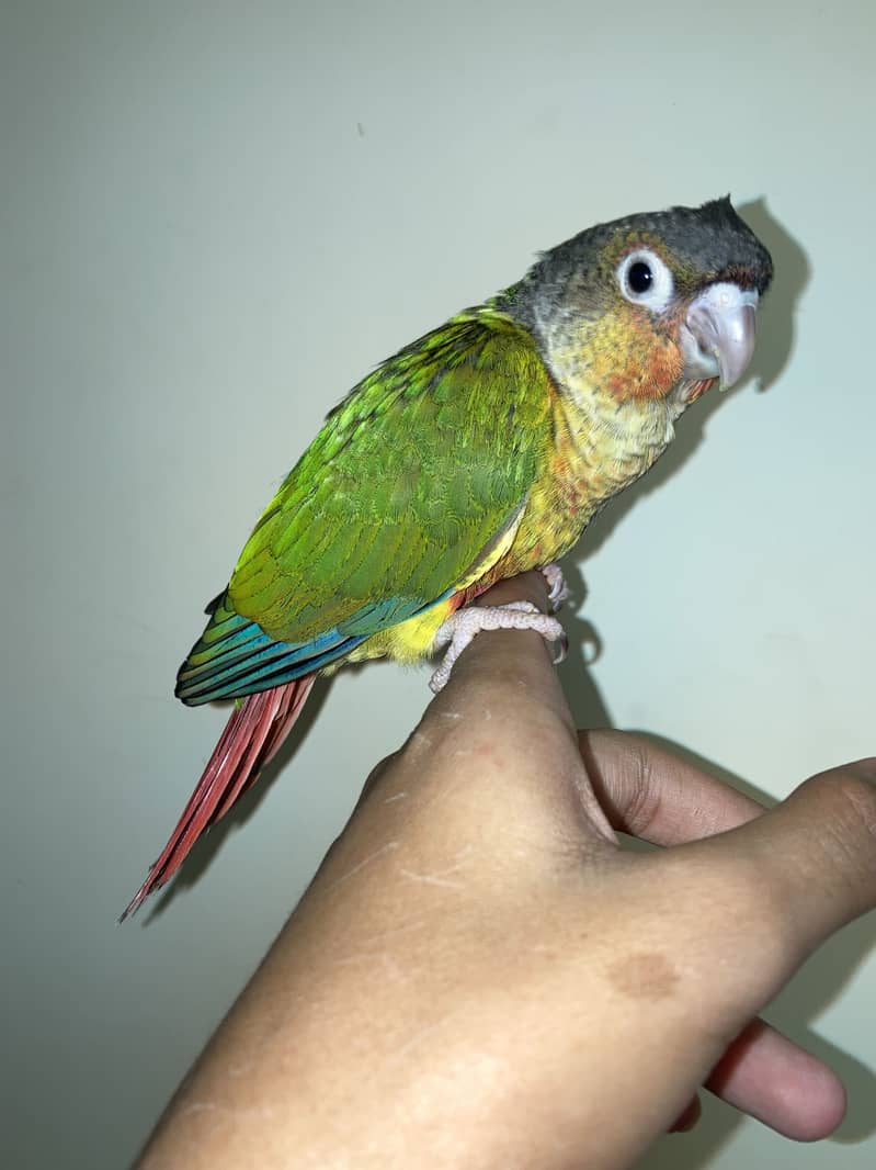 tame conure 1