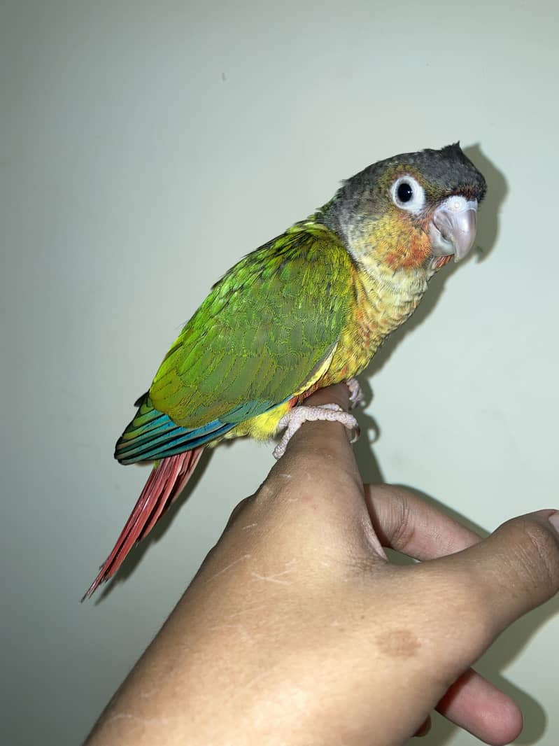 tame conure 3