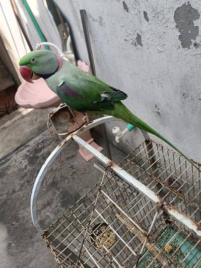 raw parrot for sale