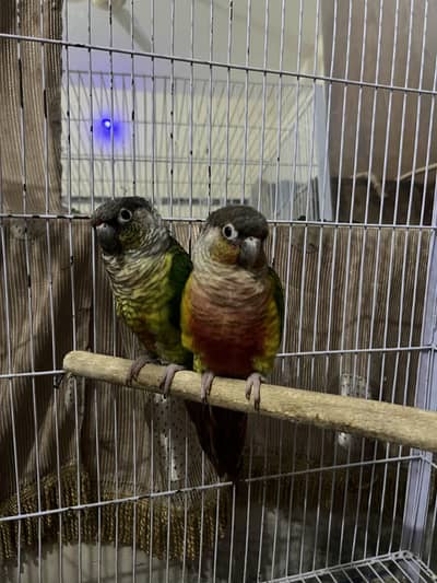 breeder green chick conur