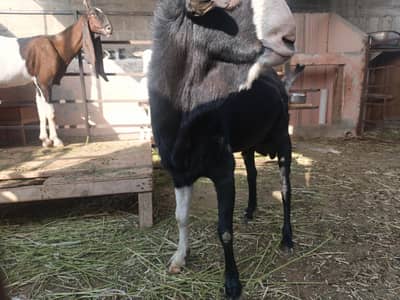 Russian tedi bakra