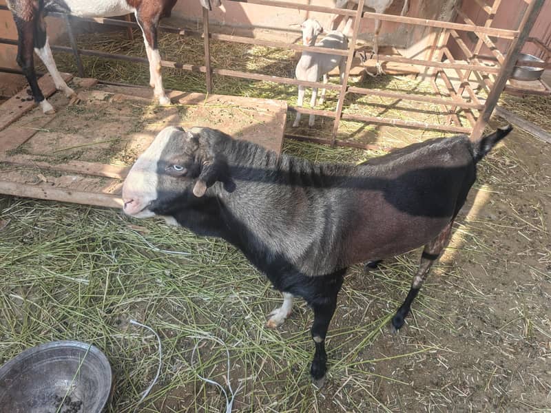 Russian tedi bakra 4