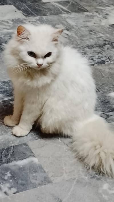 Russion Cat for Sale