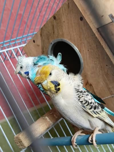 Hogoromo breeder pair