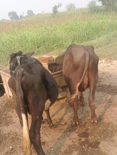 red sconer & beflow