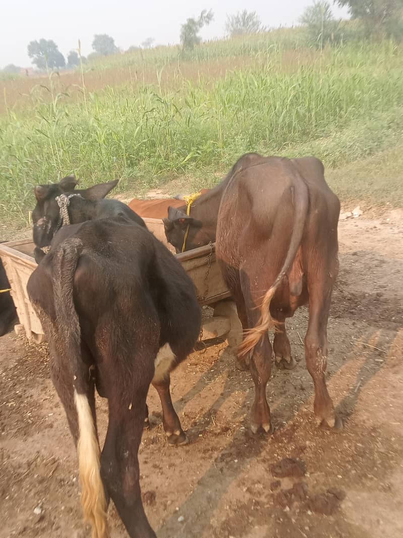 red sconer & beflow 0