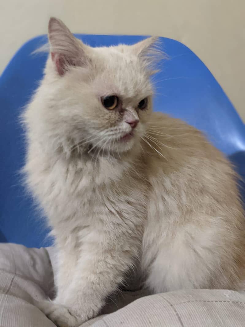 Persian cat 2