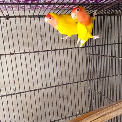 lotino breeder pair