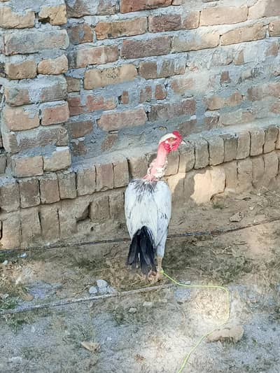 Ganoi patha for sale h age 8 month h mohra 2200 gm
