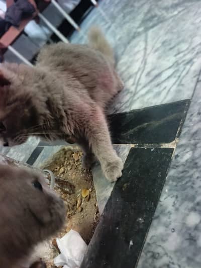 Smoke Grey Persian pair for sale