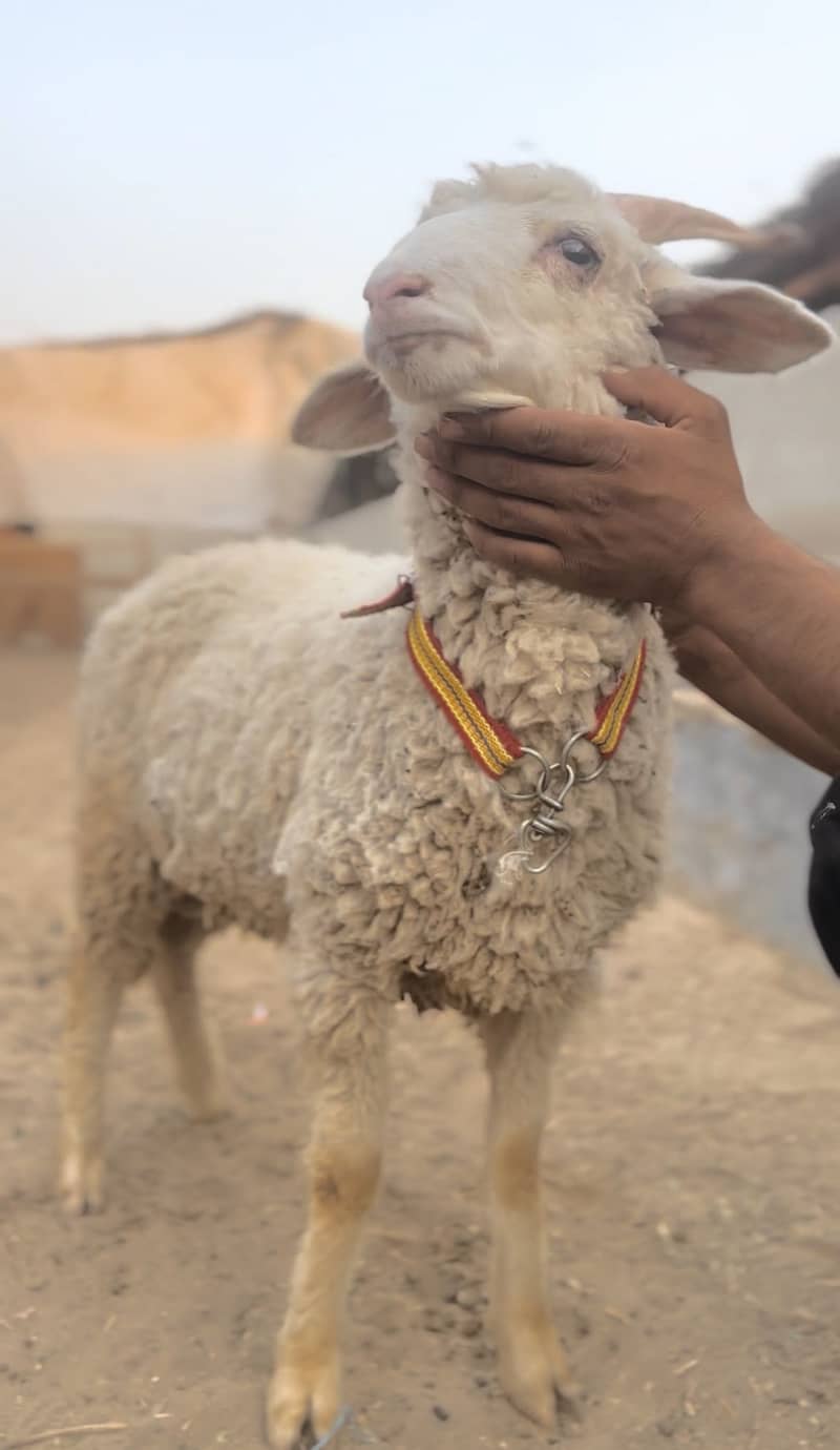 LONG TAIL SHEEP 1