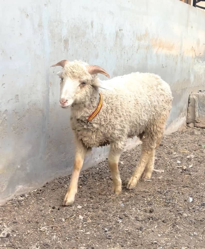 LONG TAIL SHEEP 0