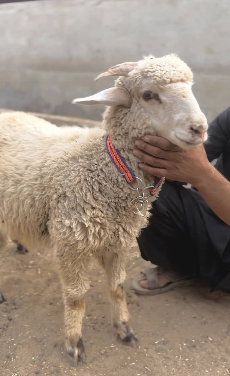 LONG TAIL SHEEP 4