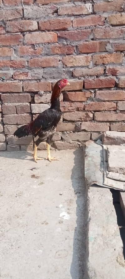 Pure Aseel mianwali lakha mushka patha wattsap call. . (03265388681)