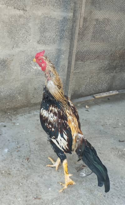 High quality Aseel tajpori