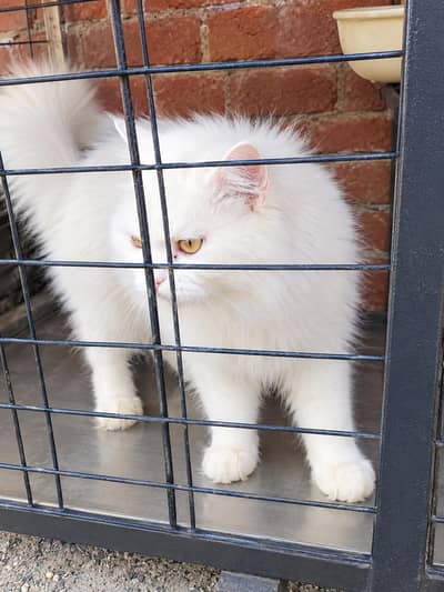 persian male for sale breader male