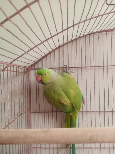 Healthy active full tame for urgent sale