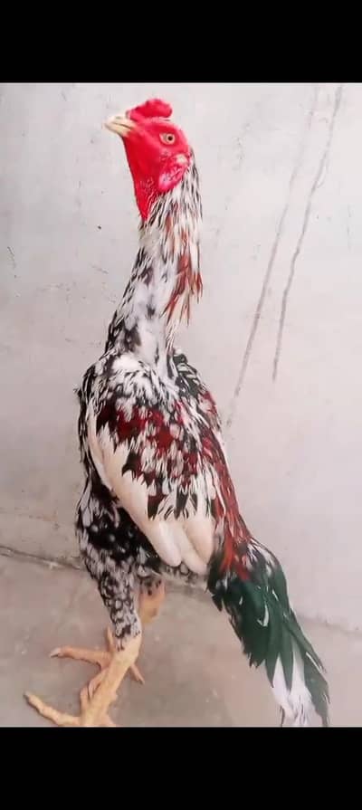 Top Quality Aseel Patha Murga Japanese Shamo x Kamaliya 03098573144
