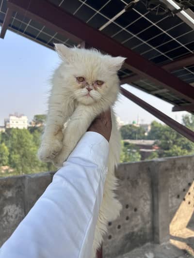 Persion cat male