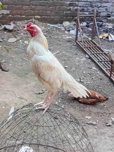 high quality aseel murgaj