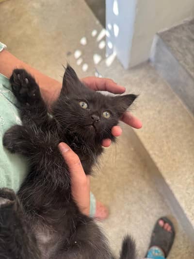 Cash on delivery available himalayan  Persian cat kitten