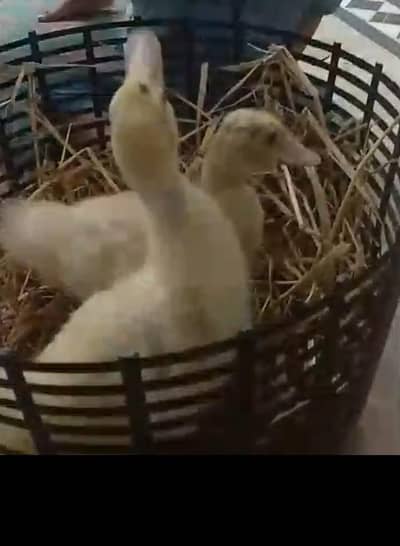 Muscovy ducks 3 month age
