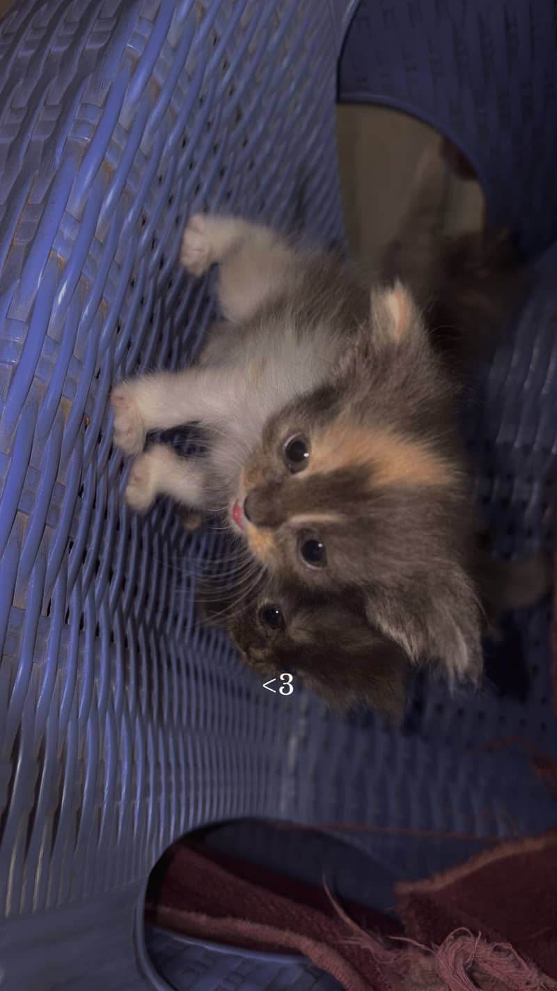 Persian kittens 0