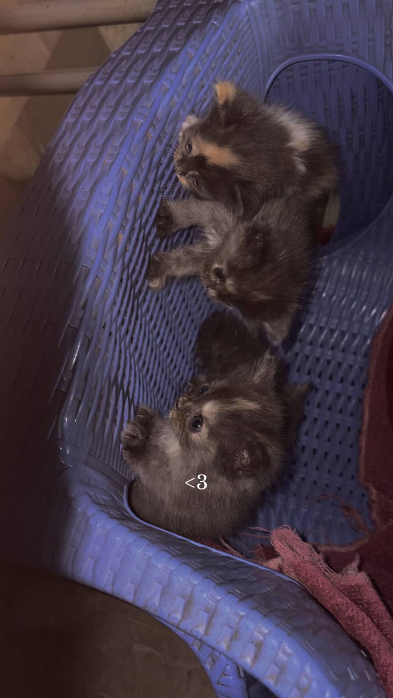Persian kittens 1