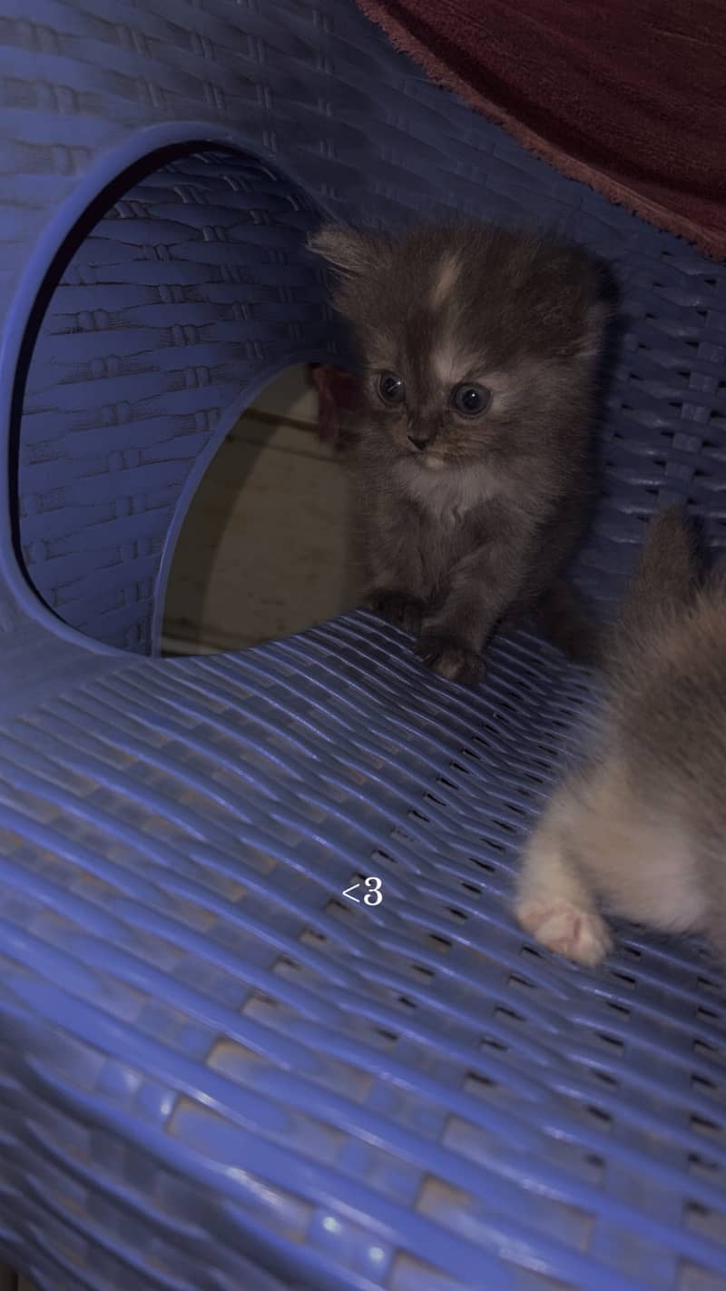Persian kittens 5