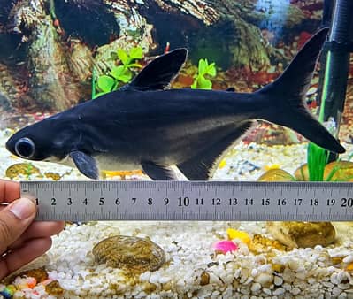Large Shark Fish Pair
