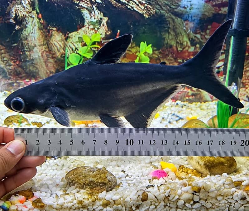 Large Shark Fish Pair 0