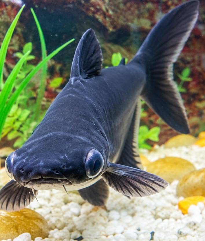 Large Shark Fish Pair 1