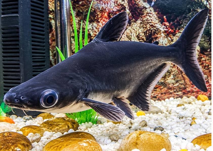 Large Shark Fish Pair 2