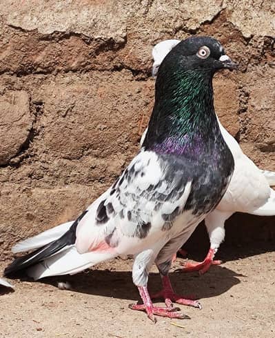 High flying pigeon Male